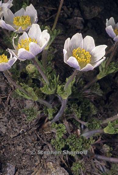 anemone drummondii var drummondii 2 graphic